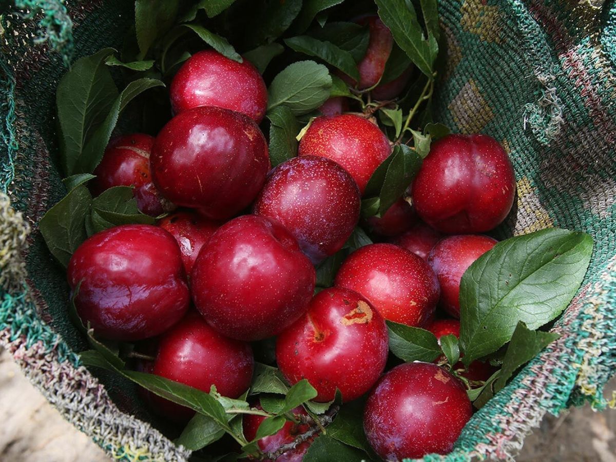 Mận Sa Pa – hương vị tuyệt vời, biểu tượng văn hóa tinh thần vùng núi cao