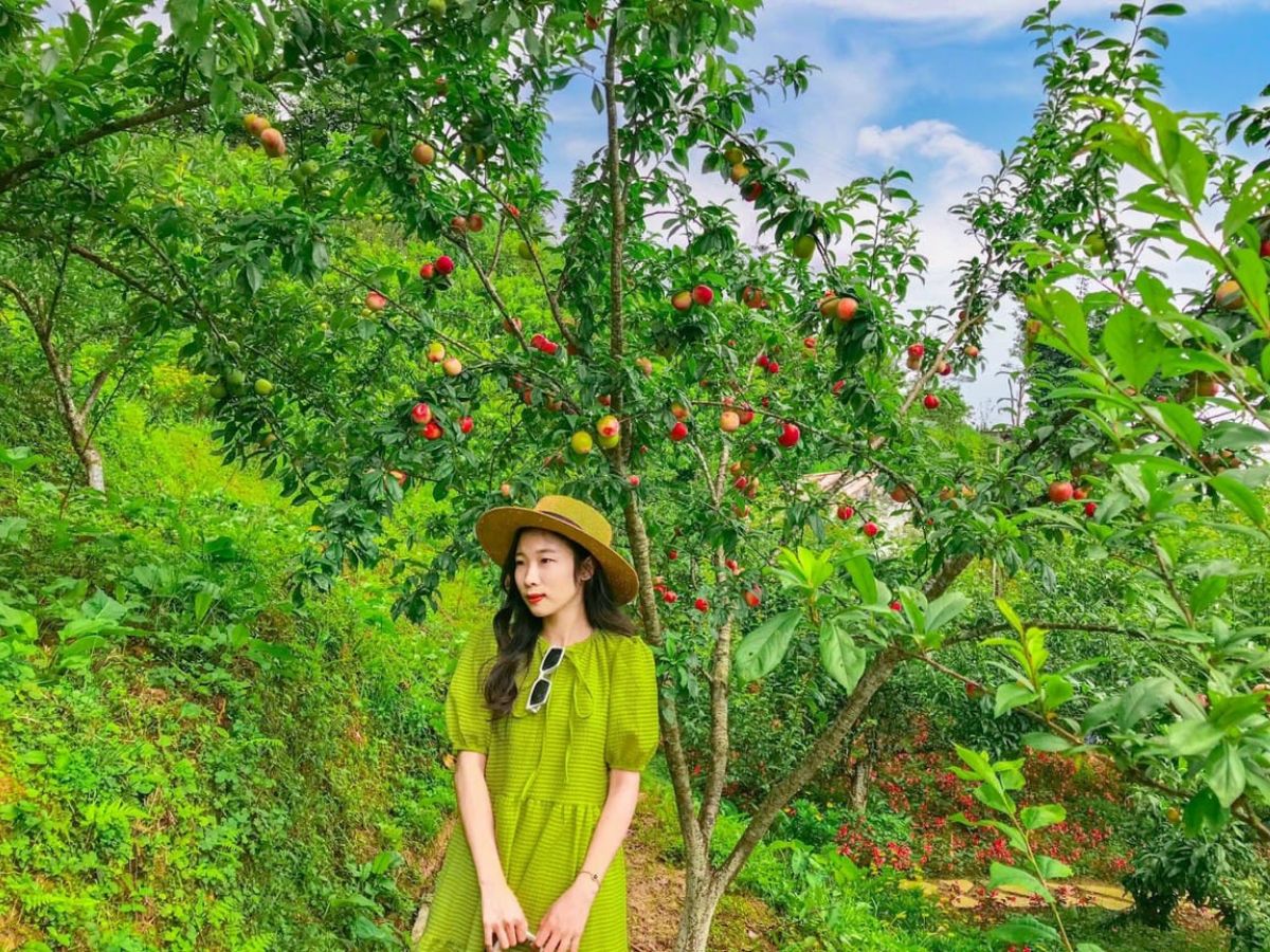 Trải nghiệm hái mận, hoà mình với thiên nhiên Sa Pa tuyệt đẹp
