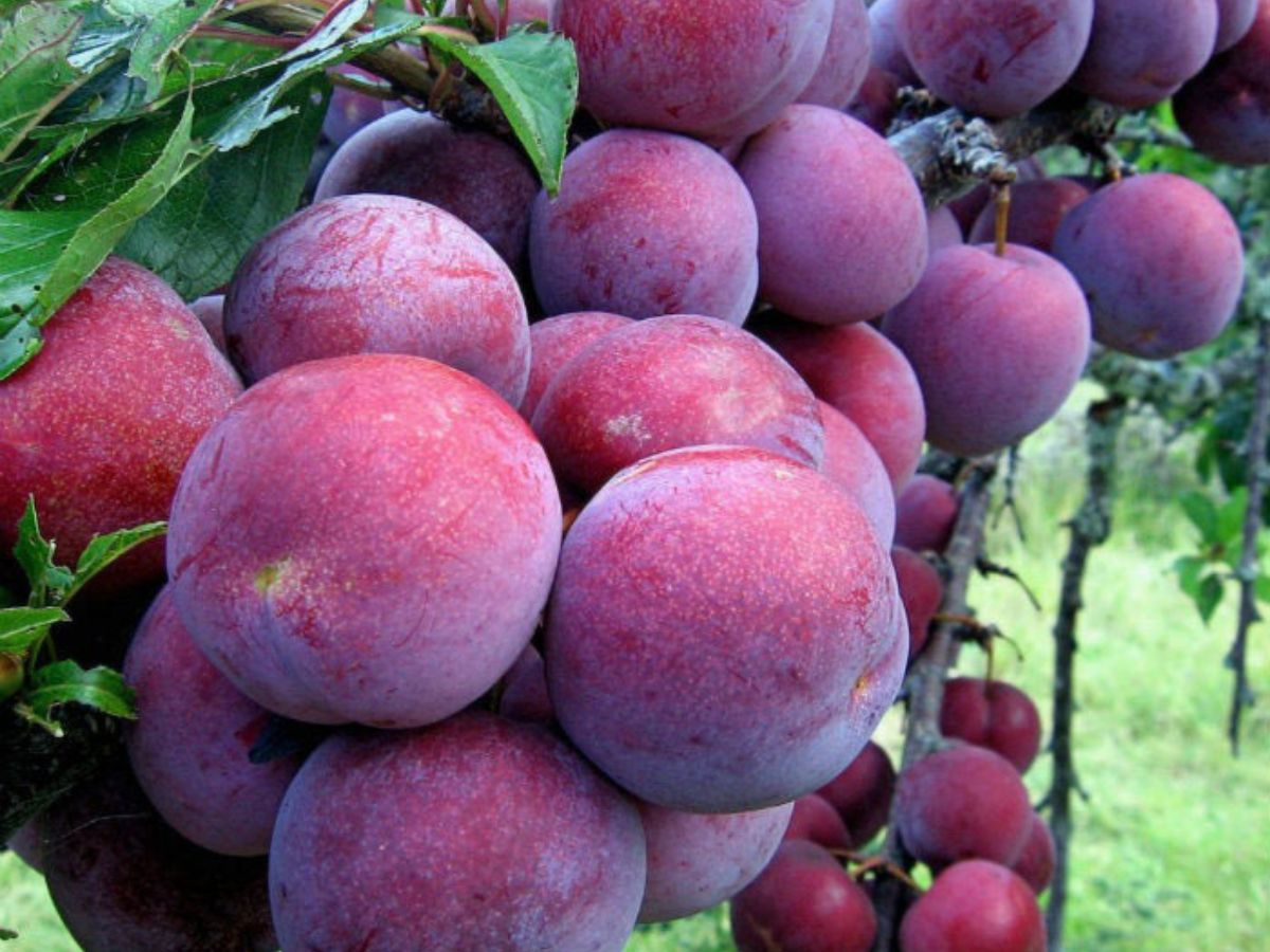 Mận Sa Pa hái tại vườn để mang về làm quà.