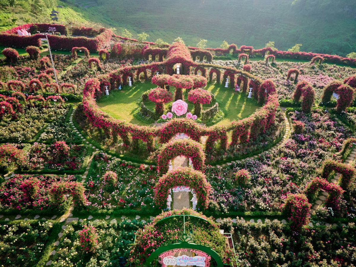 Trải nghiệm lễ hội hoa hồng Fansipan – thiên đường sắc màu rực rỡ.