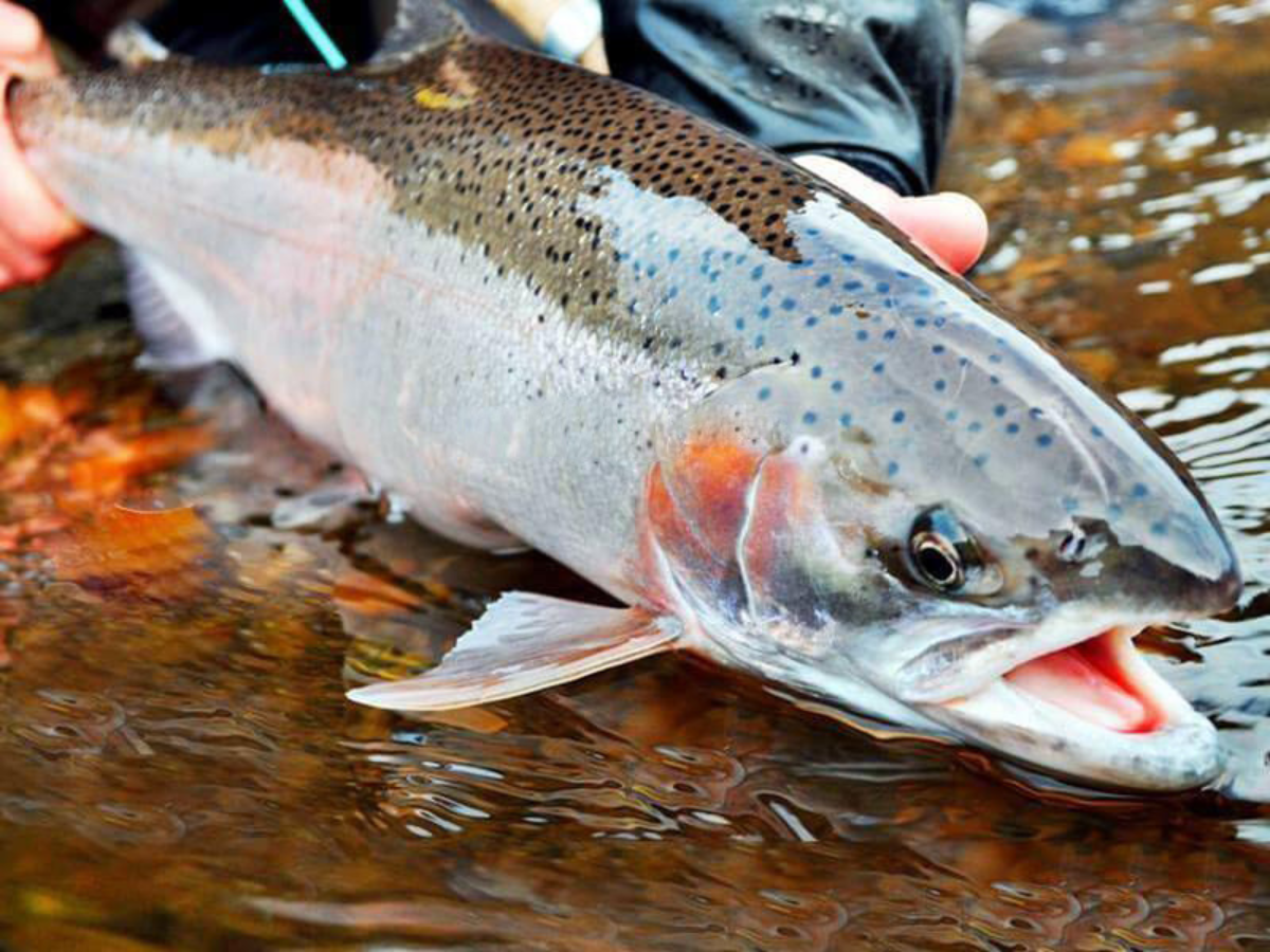 Cá hồi Sa Pa được nuôi ở Tả Van, San Sả Hồ và chế biến tươi ngon tại chỗ.