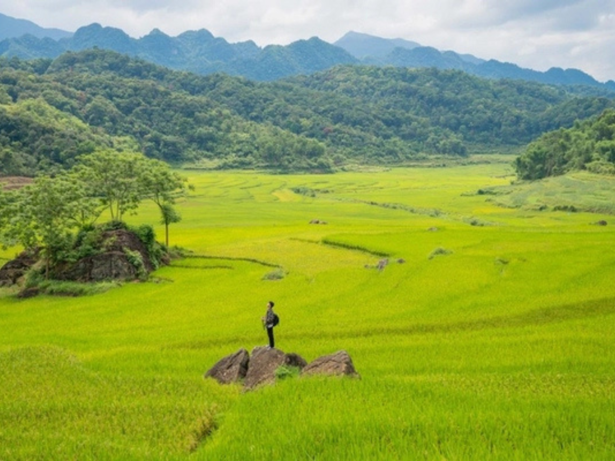 Trekking giữa thảm lúa vàng trải dài bất tận