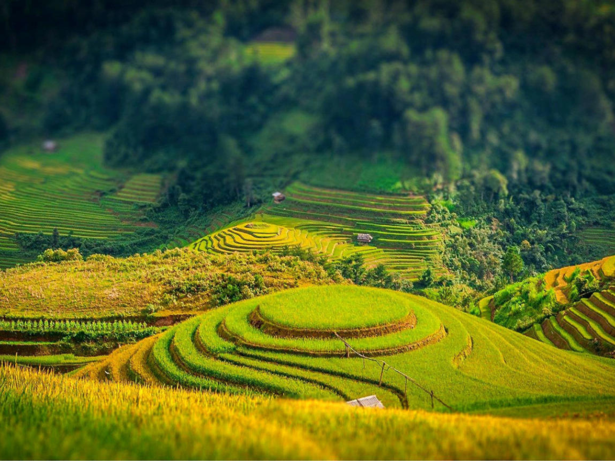 Cảnh sắc Sa Pa mùa lúa chín vàng rực rỡ