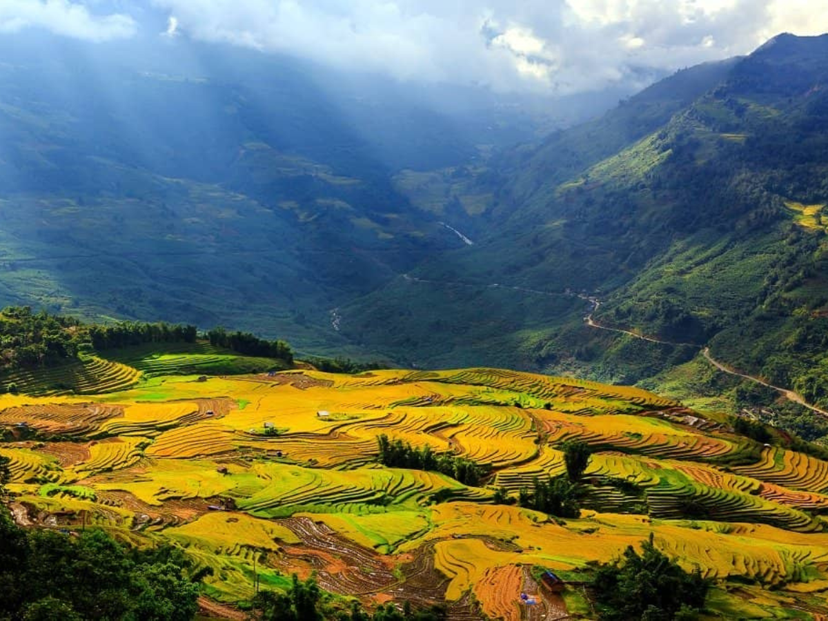 Thung lũng Mường Hoa bừng sáng trong sắc vàng mùa chín