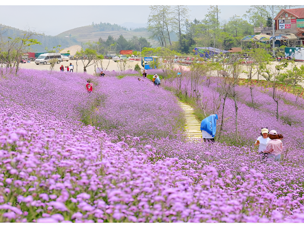 Mùa hoa oải hương Sa Pa ngập tràn hương sắc mộng mơ