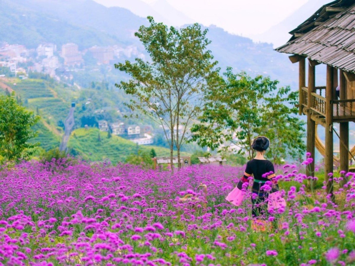 Check-in vườn hoa tím tại Sa Pa