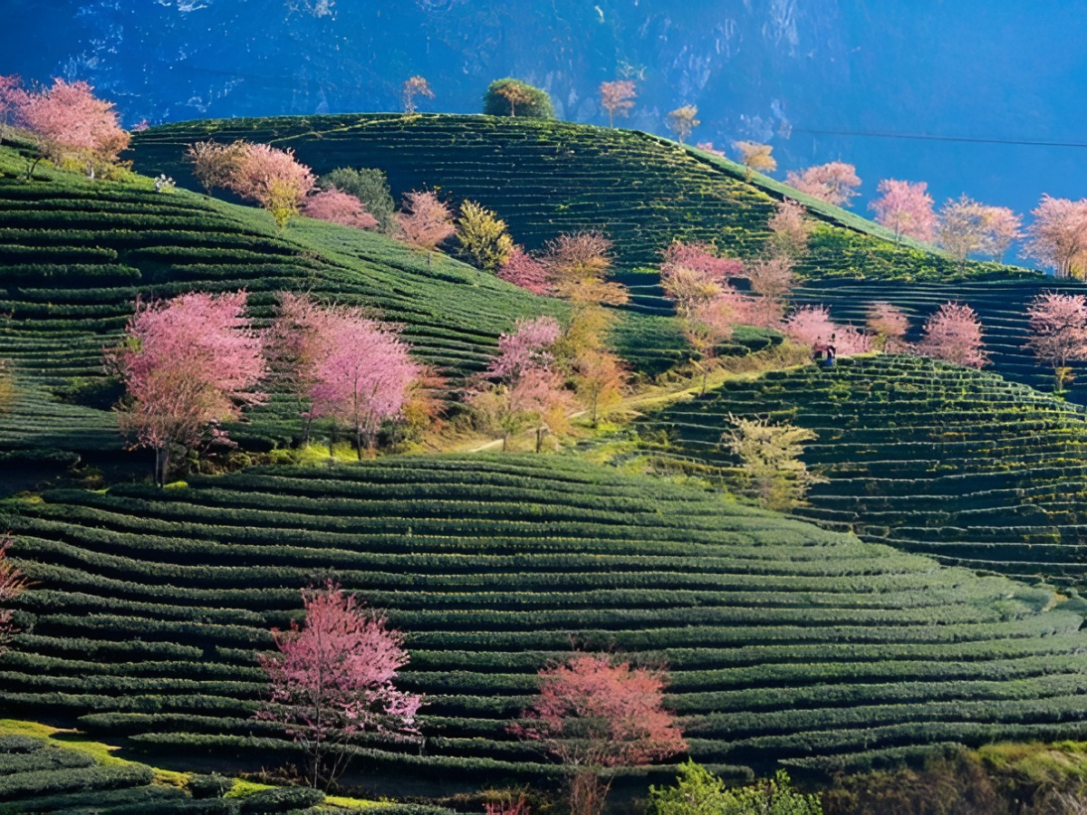 Mùa hoa mai anh đào khiến Sa Pa thêm phần rực rỡ.