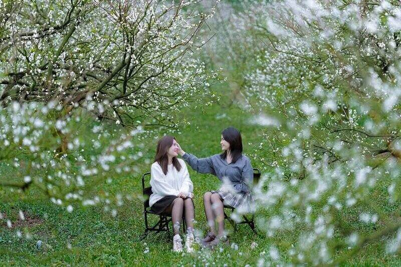 The white-blossomed plum trees are a famous winter check-in spot in Moc Chau