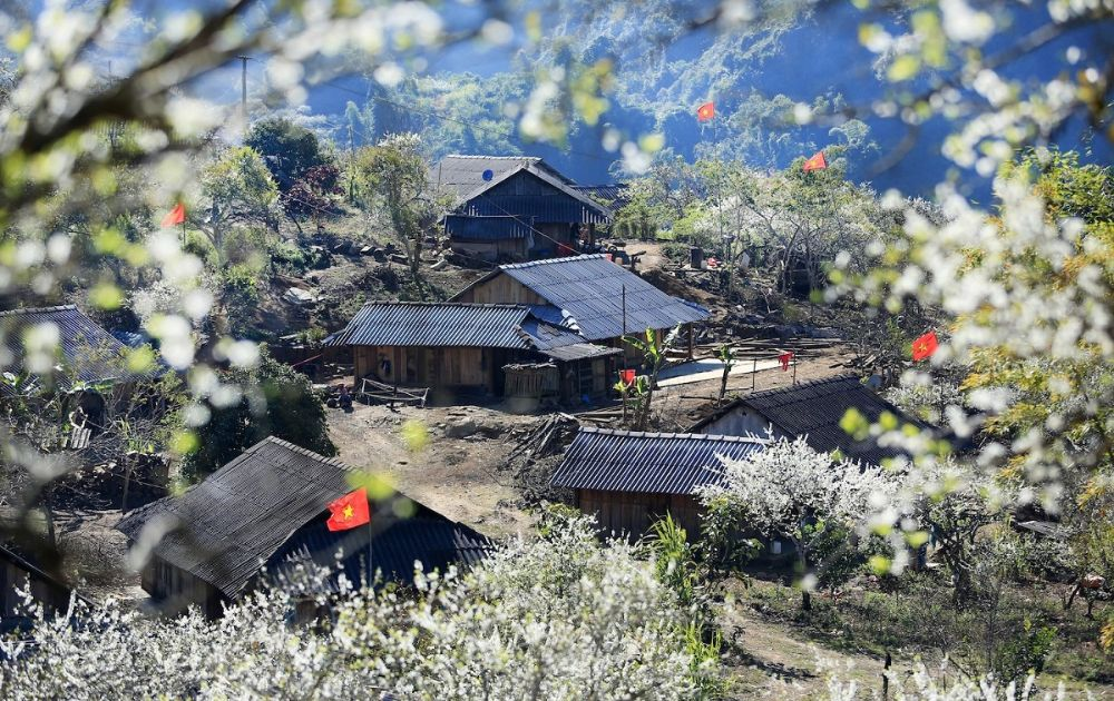 Sa Pa vào dịp năm mới ngập tràn trong màu hoa đào, mận