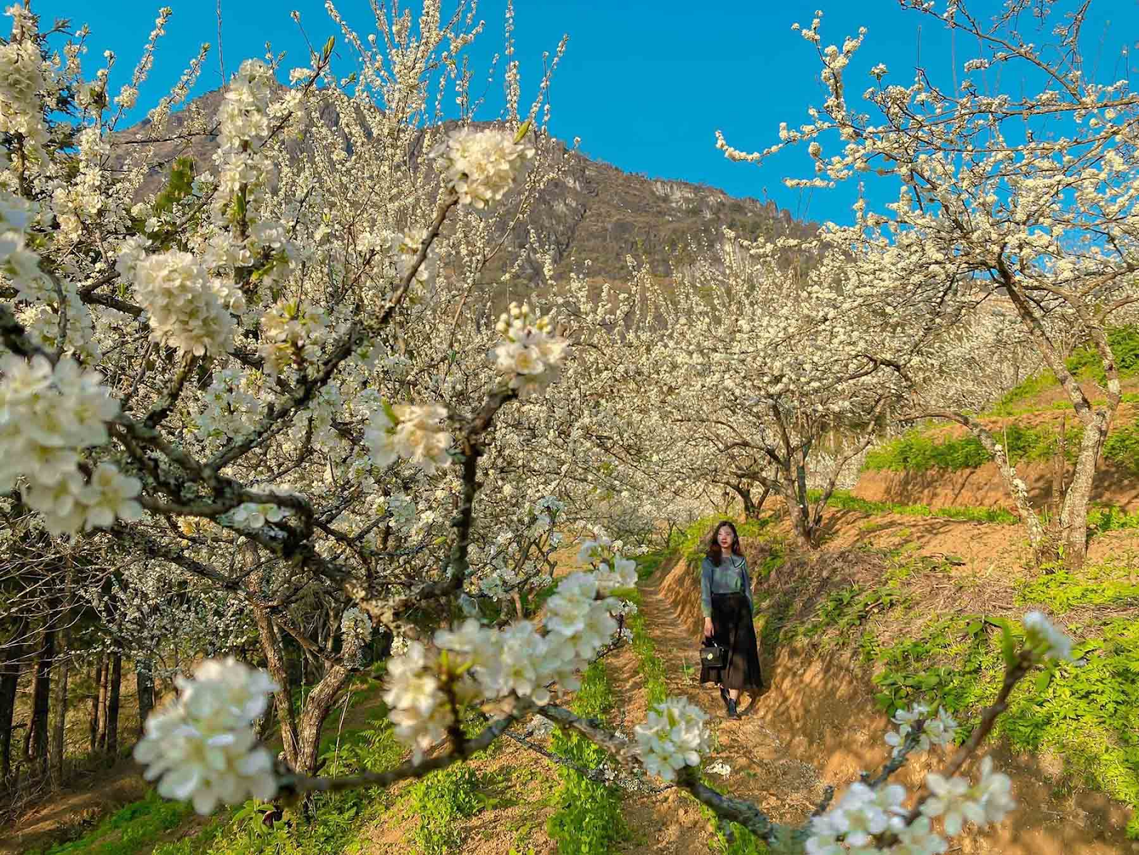 Thung lũng hoa mận trắng tạo nên một phông nền tuyệt đẹp cho những bức ảnh đầu năm mới.