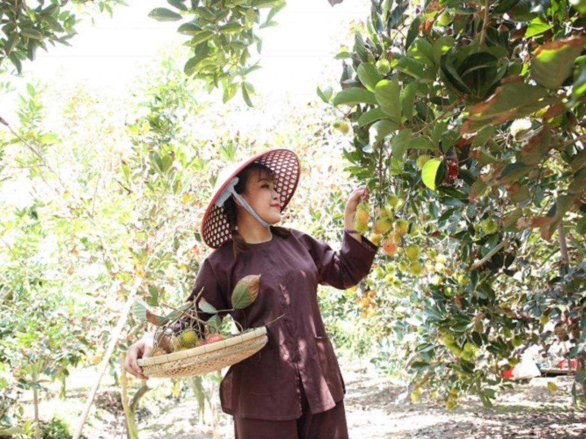 Du khách tham quan vườn trái cây Út Phương trải nghiệm nhiều dịch vụ.