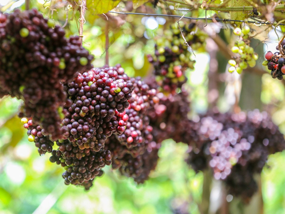 Từ tháng 9 đến tháng 10 hằng năm là thời điểm vườn nho chín rộ.
