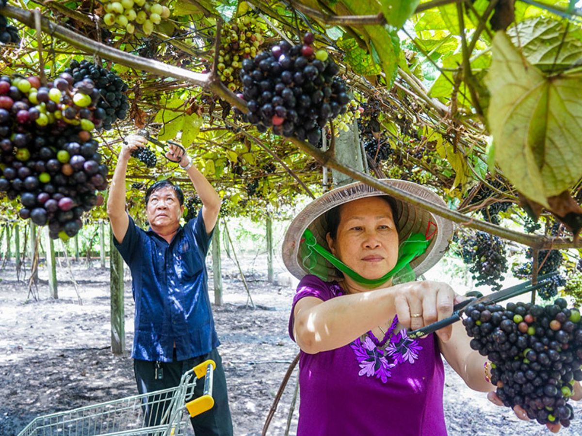 Trải nghiệm hái nho tại vườn thú vị với du khách.