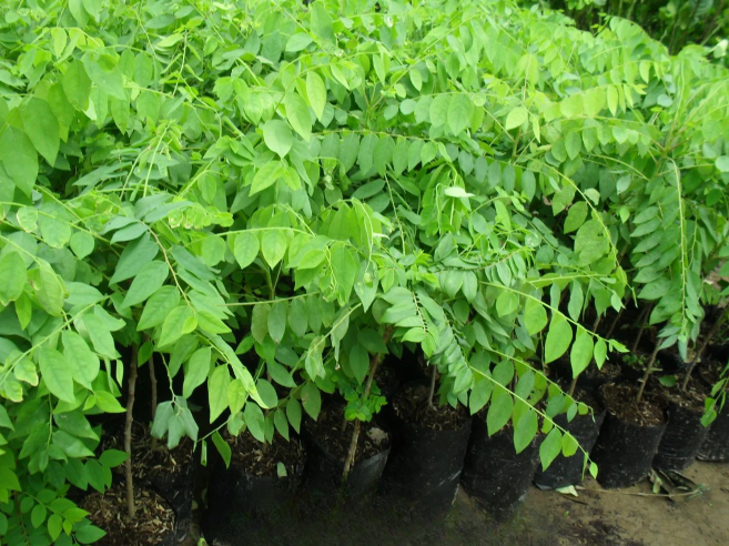 Lá chùm ruột có nhiều lợi ích cho sức khỏe trong y học.