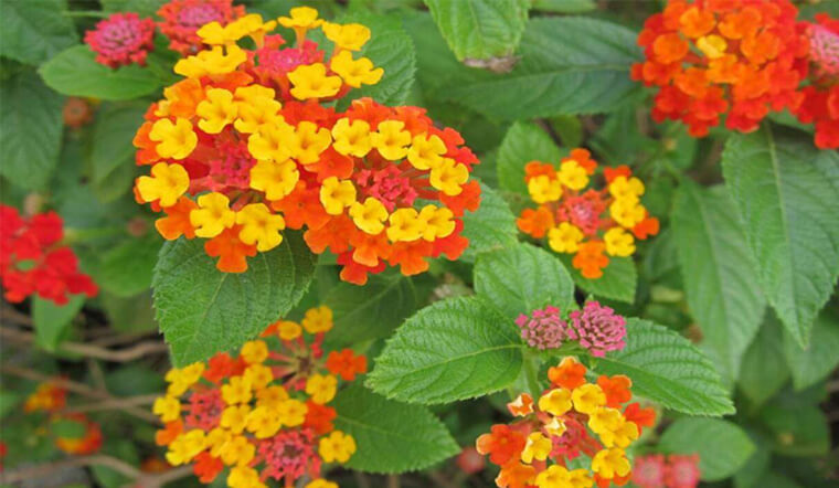 Lá trâm ổi cũng được sử dụng nhiều với các món cuốn.