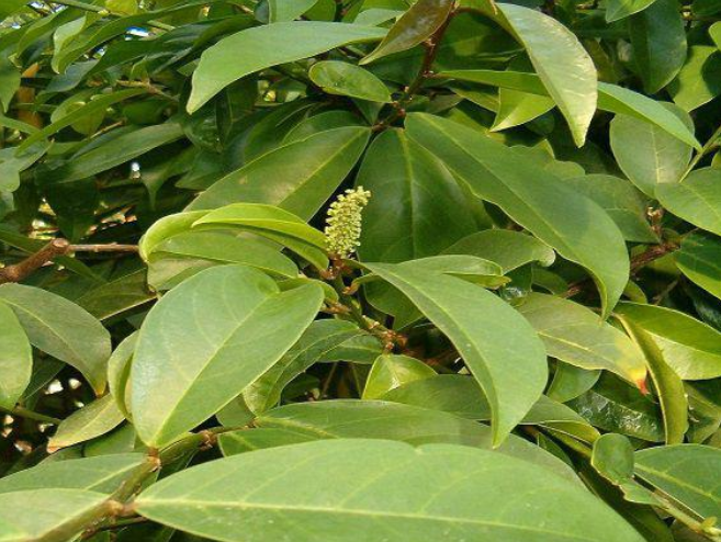 Loại lá này có thể giúp thanh lọc cơ thể, tăng cường sức khỏe.