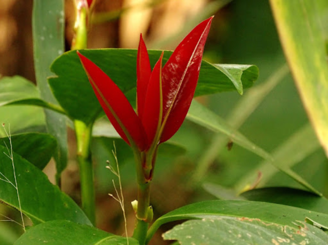 Lá bứa cung cấp nhiều vitamin cho con người.