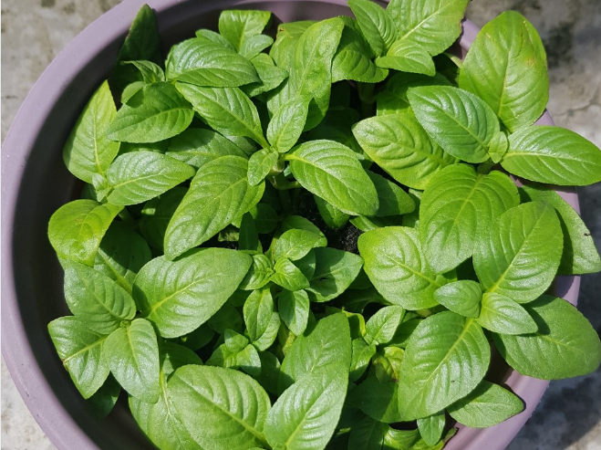 Rau quế vị ngoài giá trị ẩm thực còn được sử dụng như loại thuốc dân gian.