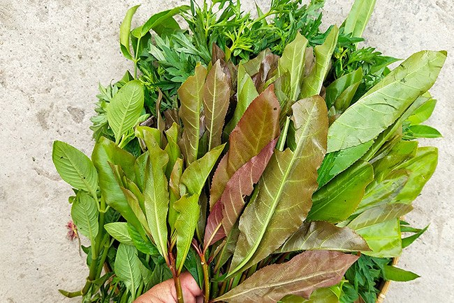 Rau săng máu có công dụng chống oxy hóa.