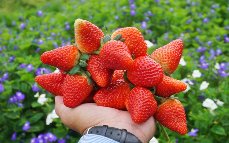 Клубничная ферма Далата со спелой клубникой.