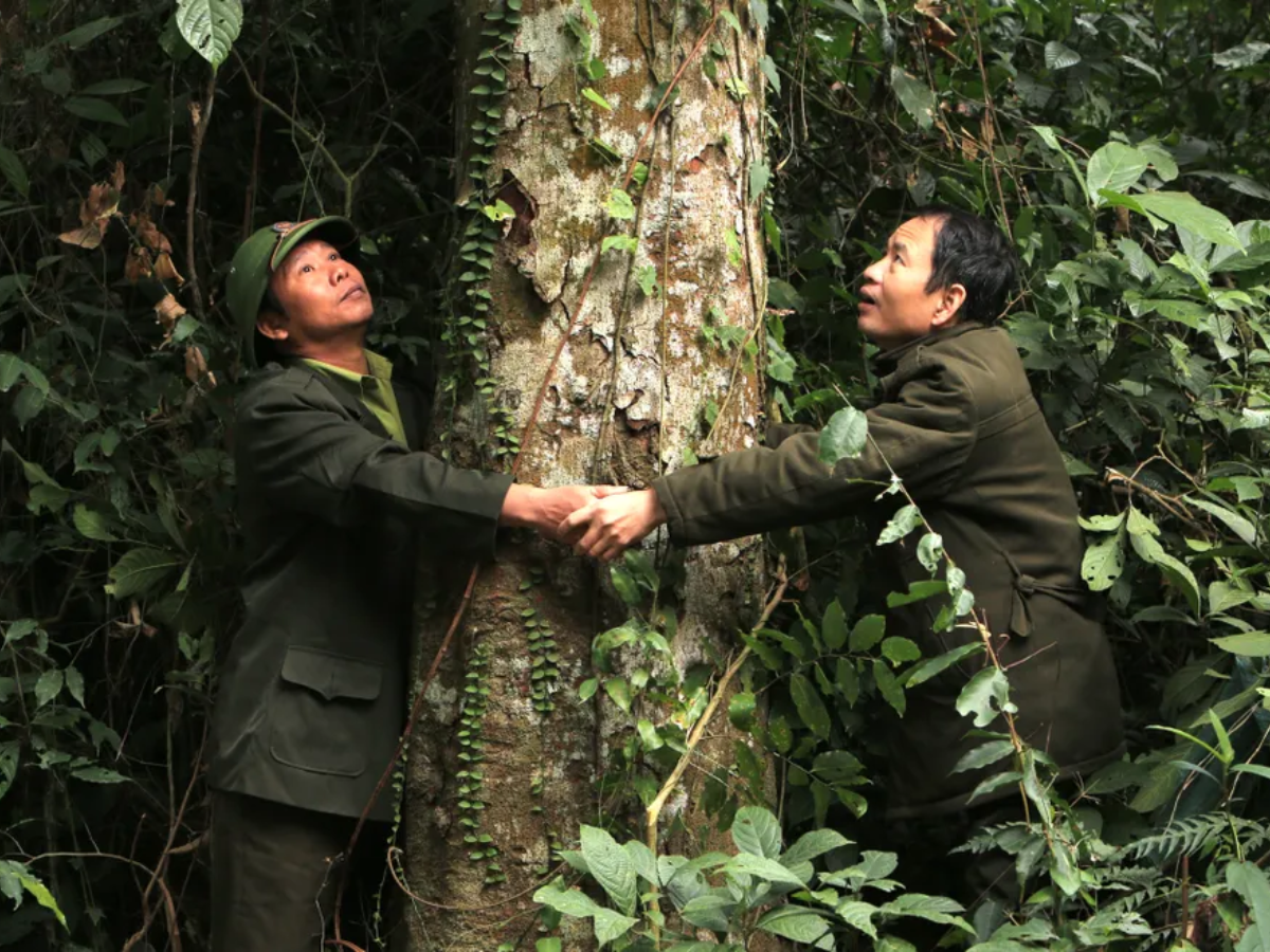 Sến mật phân bố chủ yếu ở Trung Quốc, Việt Nam và một số nước Đông Nam Á.