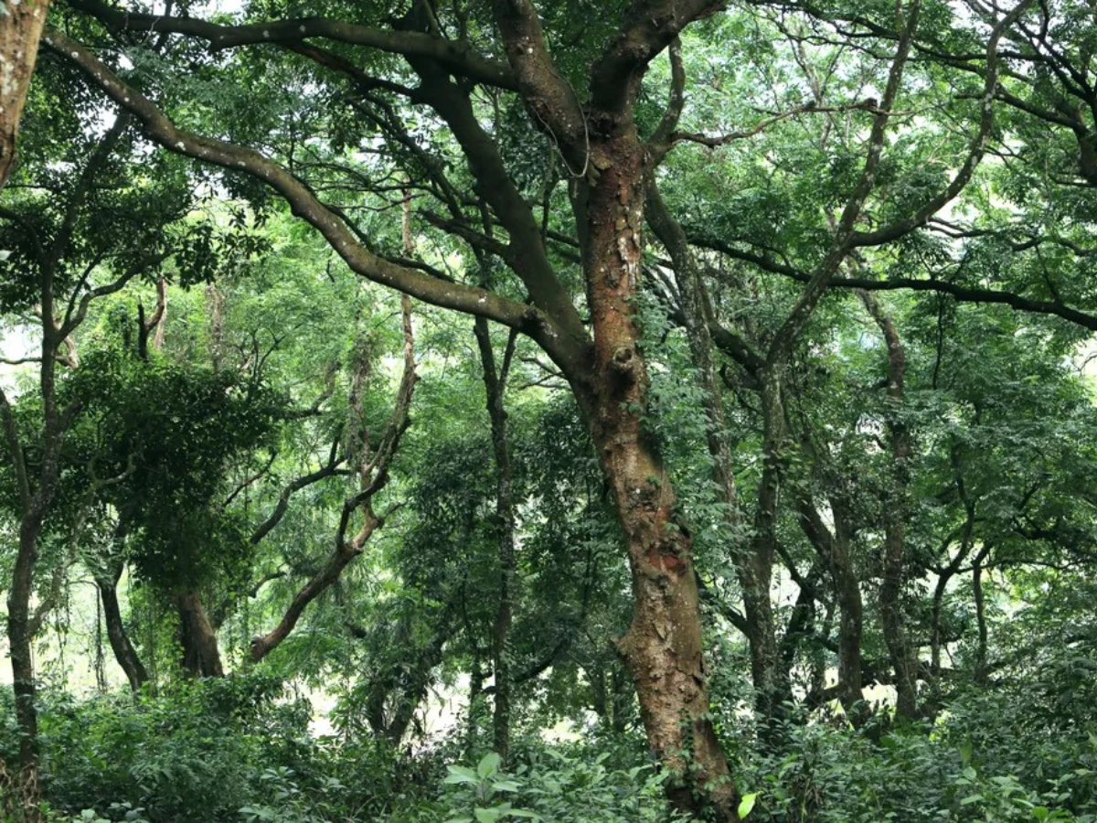 Vẻ đẹp xanh mát, rậm rạp và đầy sức sống tại khu bảo tồn Tam Quy.