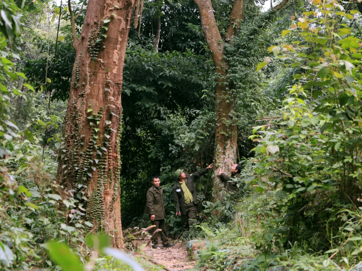 Gỗ sến thường được dùng trong xây dựng, thân của cây sến có nhiệt lượng cao dùng để rèn các loại gia cụ và nông cụ.