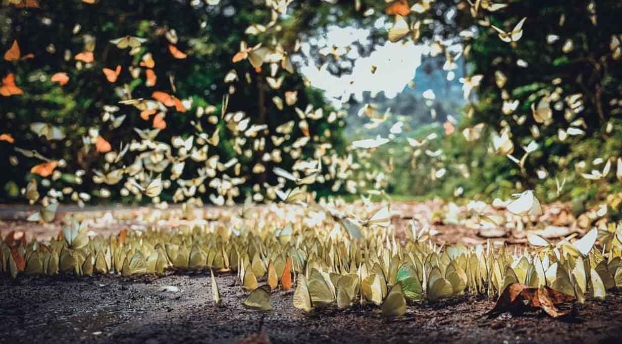 Mùa bướm tại rừng Cúc Phương thu hút du khách đến tham quan.