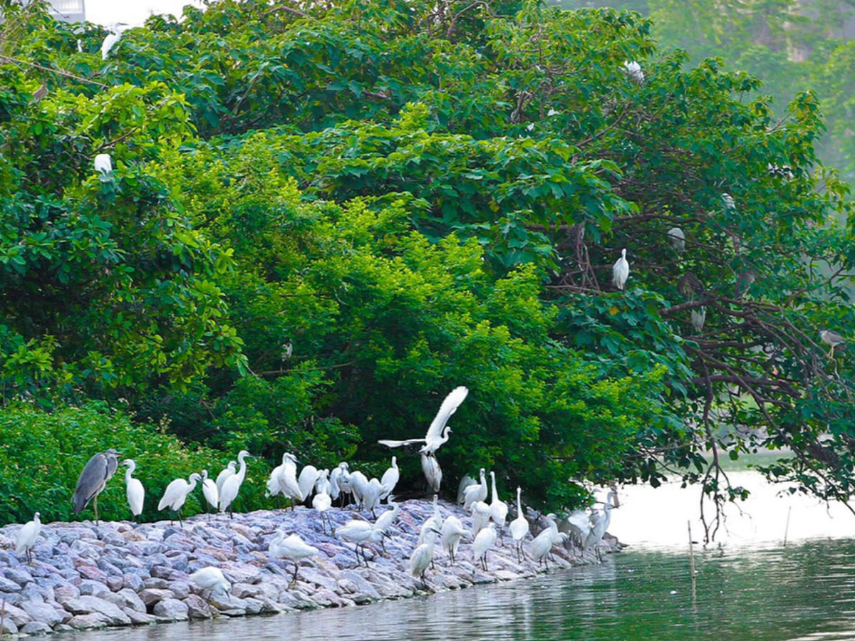 Sự đa dạng của thế giới chim khiến bãi cò Tiến Nông trở nên sinh động và giàu sức sống.