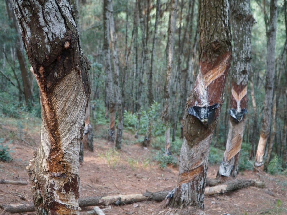 Kinh nghiệm tham quan và những lưu ý cho du khách khi tới rừng Thông Đông Sơn.