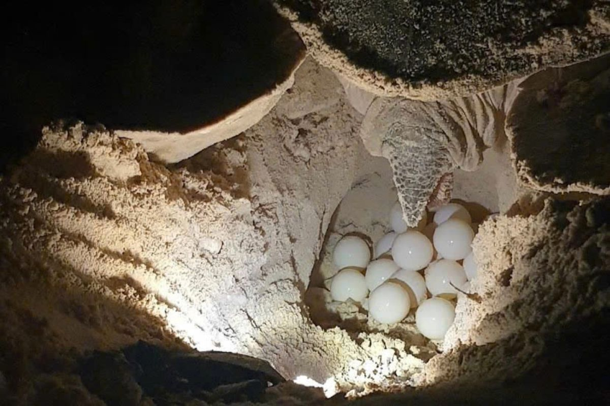 Mùa rùa biển đẻ trứng cũng thu hút nhiều du khách tới tham quan Côn Đảo