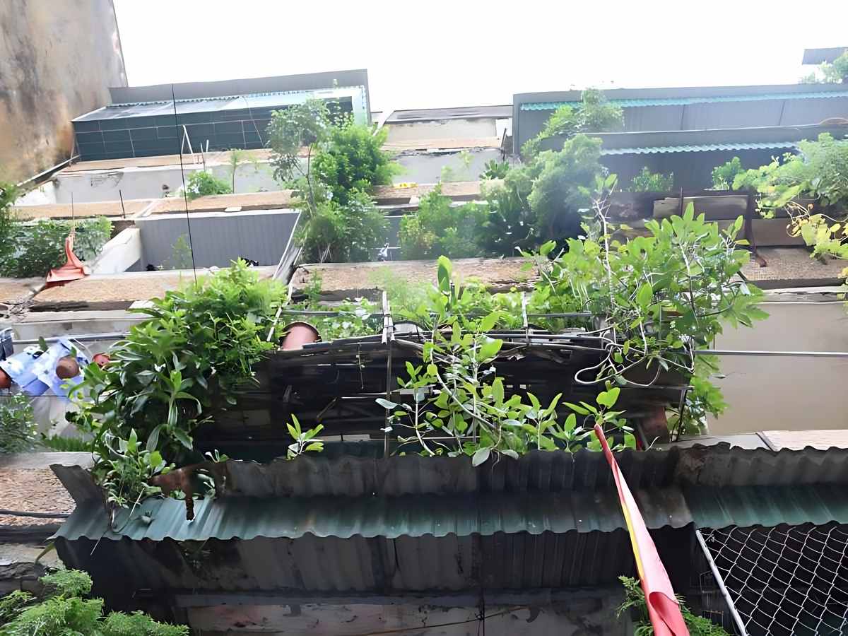 Các căn hộ tầng thấp thường có mức giá bán rất dễ tiếp cận.