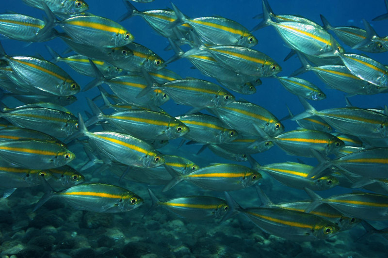Cá chỉ vàng là một nguồn hải sản quan trọng cho nền kinh tế và ẩm thực Hải Phòng
