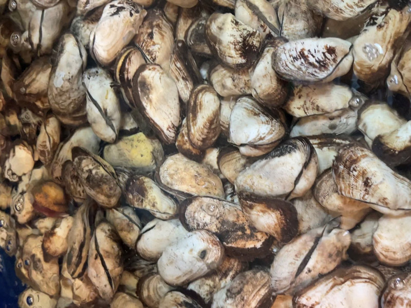 Hình dạng độc đáo của vỏ sò quéo giúp phân biệt với các loài sò khác