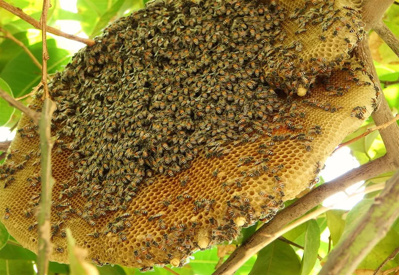 Mật ong Cát Bà được lấy từ loài ong nội quý hiếm, chỉ có ở vườn quốc gia Cát Bà