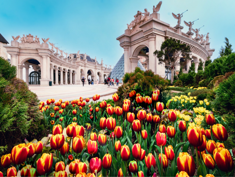 Không gian ngập tràn hoa tulip rực rỡ ở Ba Na Hills