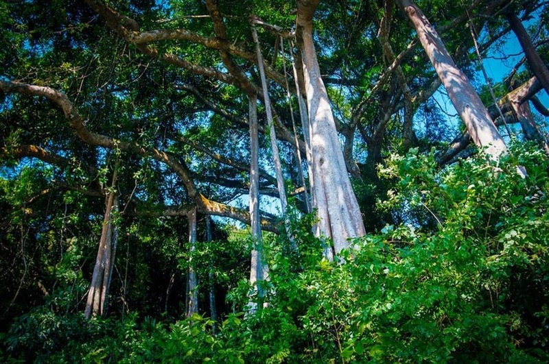 Tán lá rộng, mang đến không gian trong lành, mát mẻ cho khách tham quan