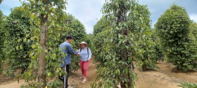 Các hàng cây xanh mướt tại vườn tiêu Hai Dương