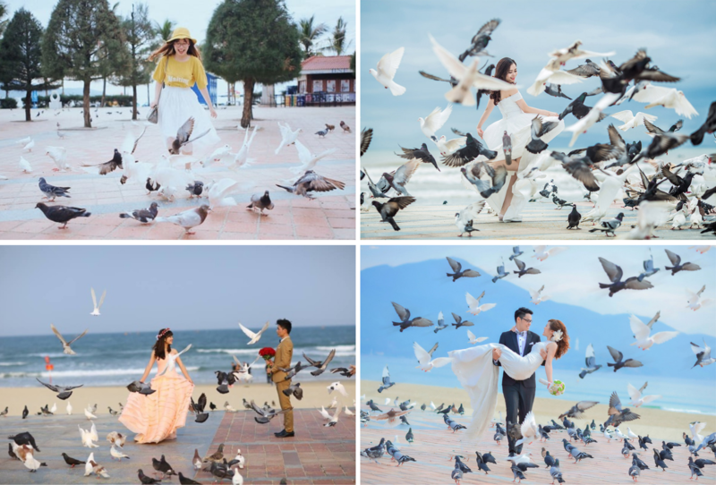 Đàn bồ câu ở Công viên Biển Đông trở thành background lãng mạn cho những tấm hình trữ tình