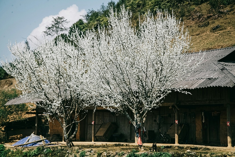 Hoa mận nở rộ tại bản Tả Van