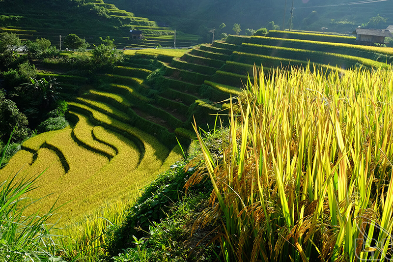 Ngỡ ngàng trước vẻ đẹp của mùa lúa chín ở bản Tả Van Sa Pa Lào Cai