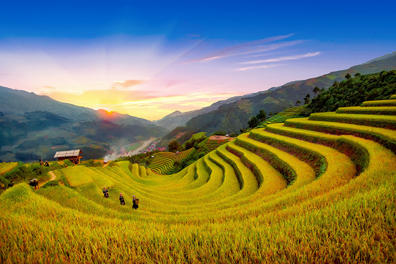 Những thửa ruộng bậc thang mùa lúa chín khiến bất kỳ du khách nào cũng phải trầm trồ