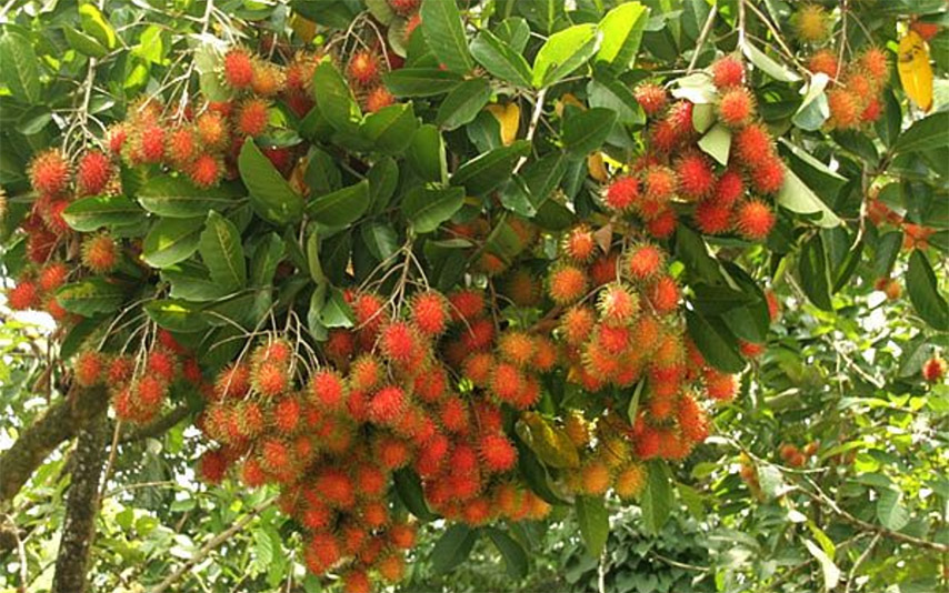 Những chùm chôm chôm sai trĩu quả 