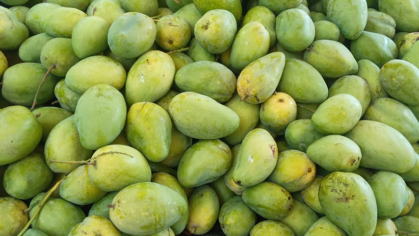 Xoài Tứ Quý Tây Ninh có quả tròn đều, căng bóng