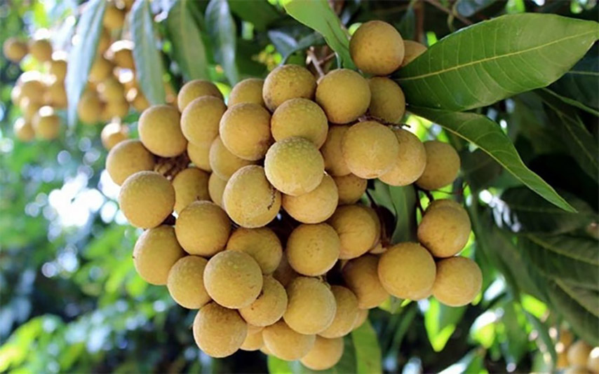 Những chùm nhãn sai trĩu quả 