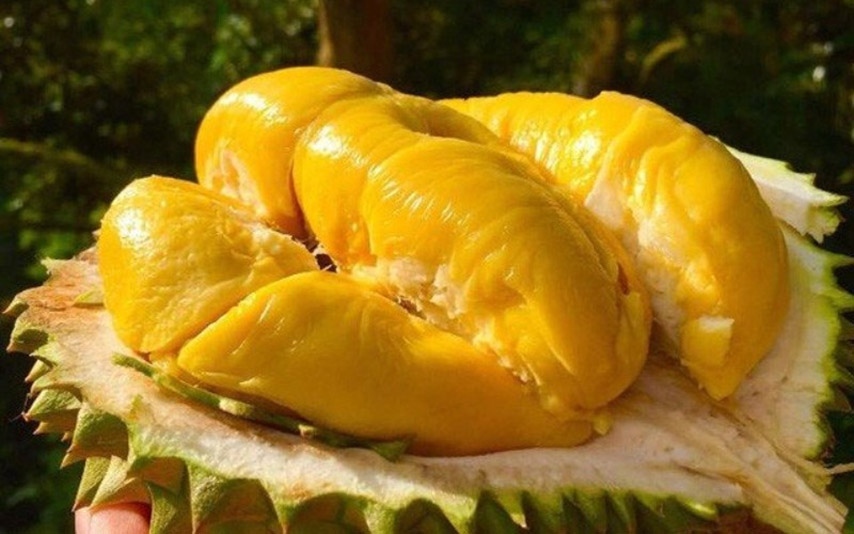 Sầu riêng Ri6 có múi màu vàng đậm