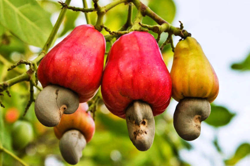 Mắm điều lấy nguyên liệu từ những quả điều tươi, đều màu 