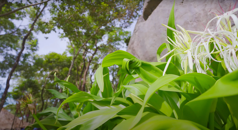 Buộc lá cầu lộc