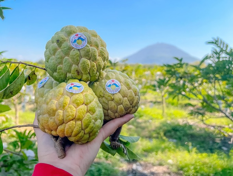 Mãng cầu núi Bà được trồng trồng theo tiêu chuẩn VietGAP