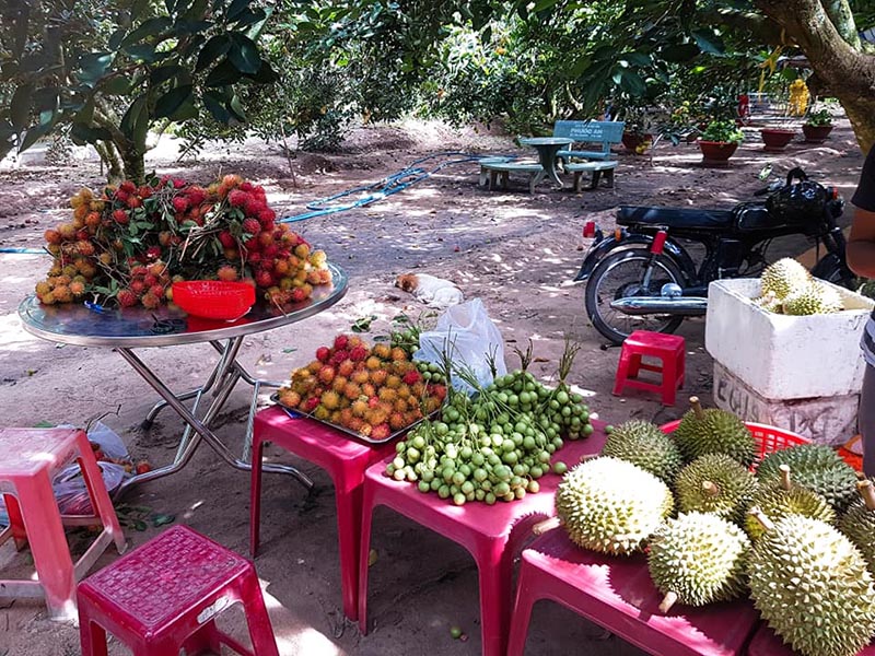 Nếu chưa biết Gò Dầu Tây Ninh có gì chơi, bạn có thể ghé qua vườn Út Phương